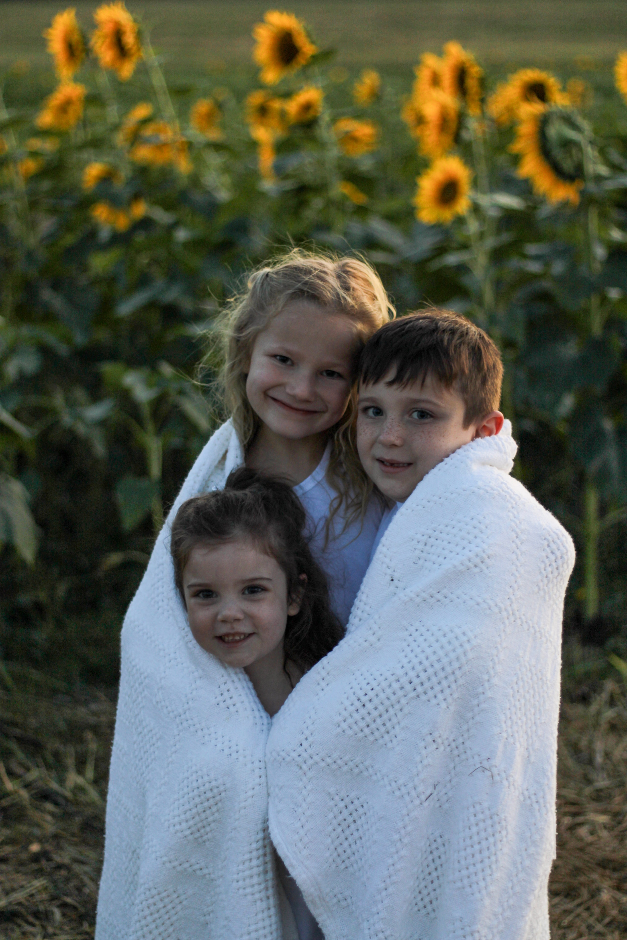 Three children wrapped in a blanket in a sunflower field